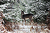 Flöckchen im Winterwald