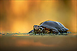 Sumpfschildkröte