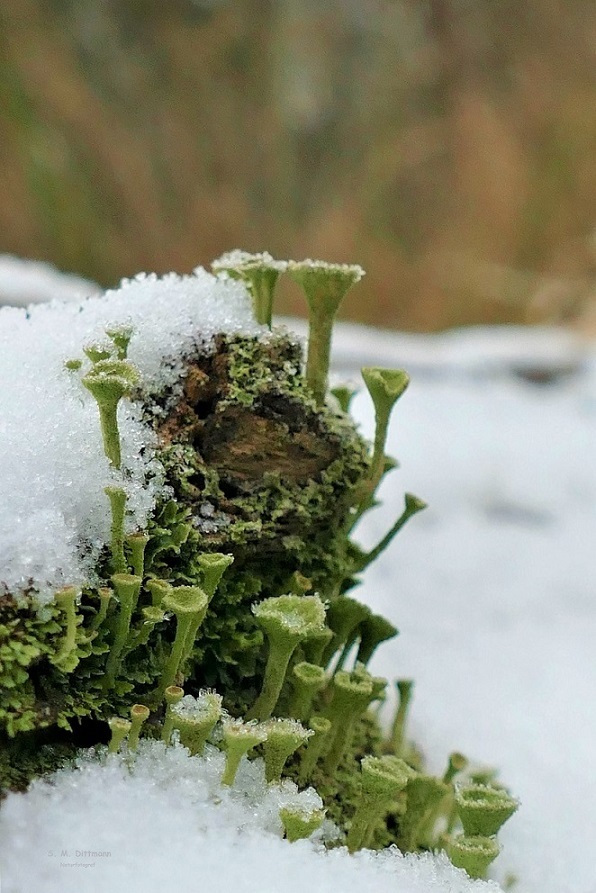 Cladonia im Schnee