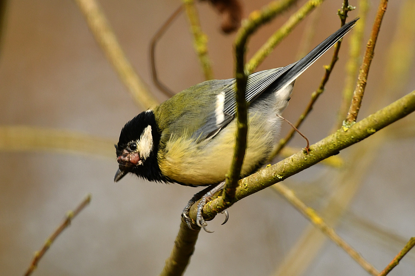 Wucherung