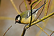 Wucherung
