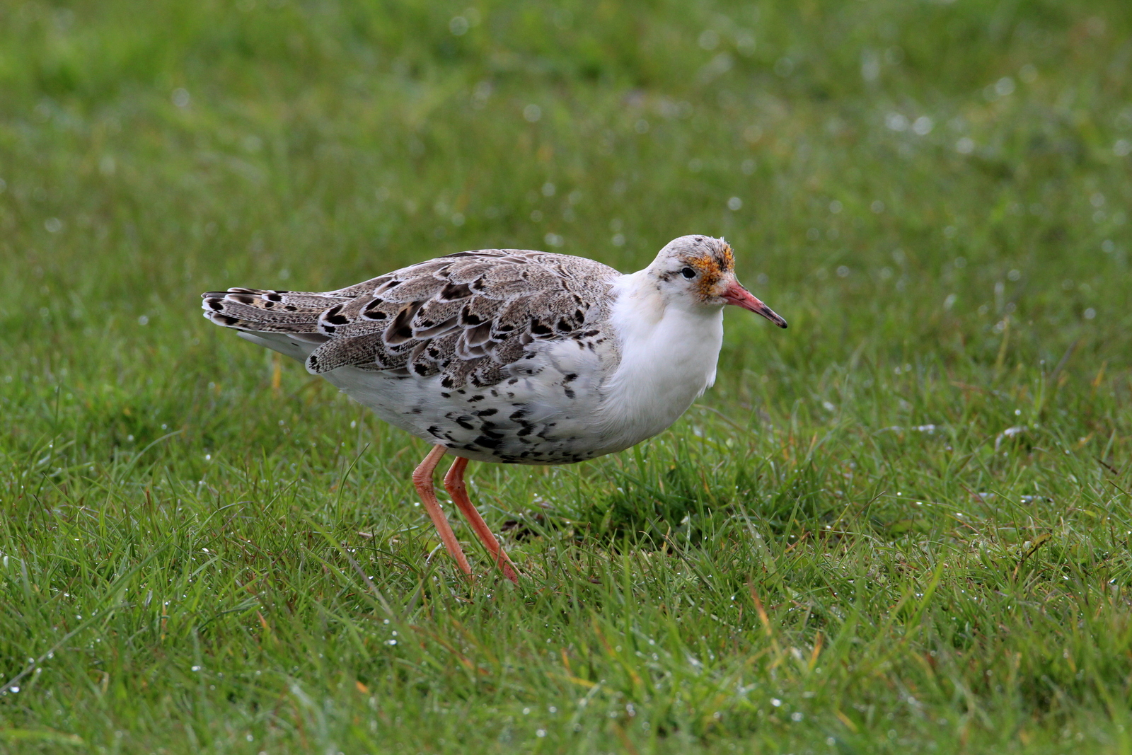 Kampfläufer