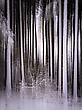 der verzauberte Wald