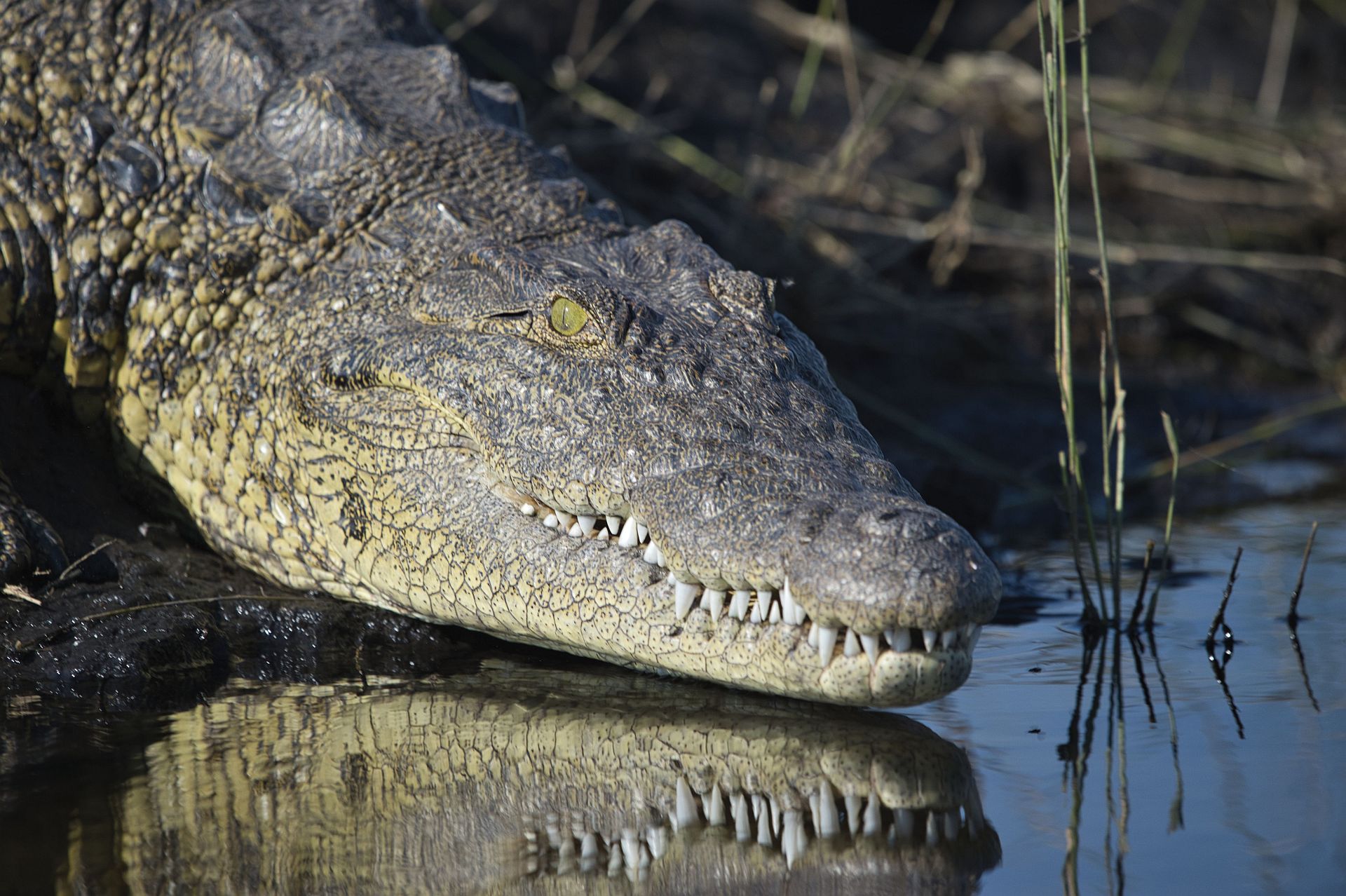 Krokodil