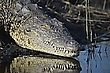 Krokodil