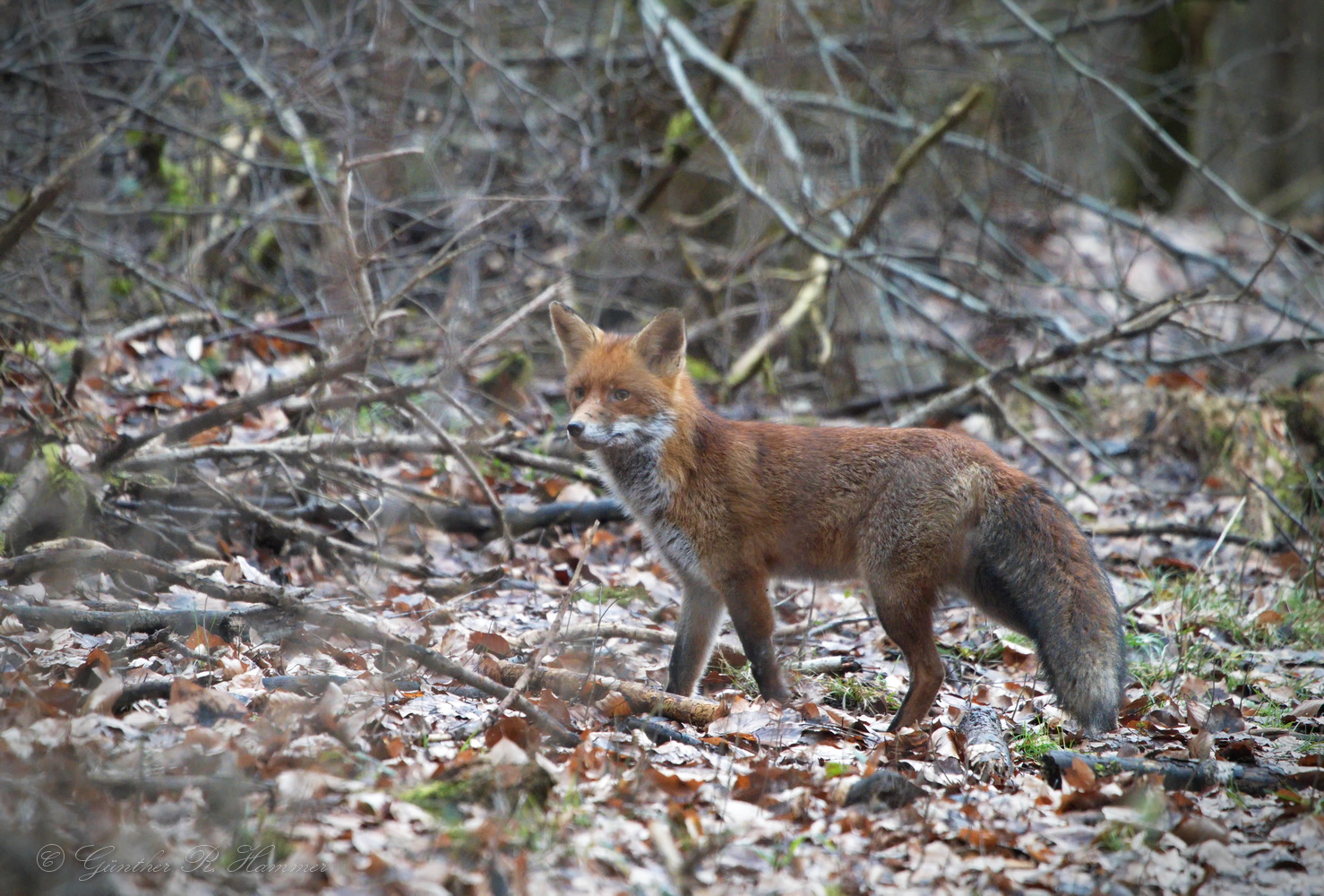 Fuchs im Dickicht