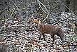 Fuchs im Dickicht