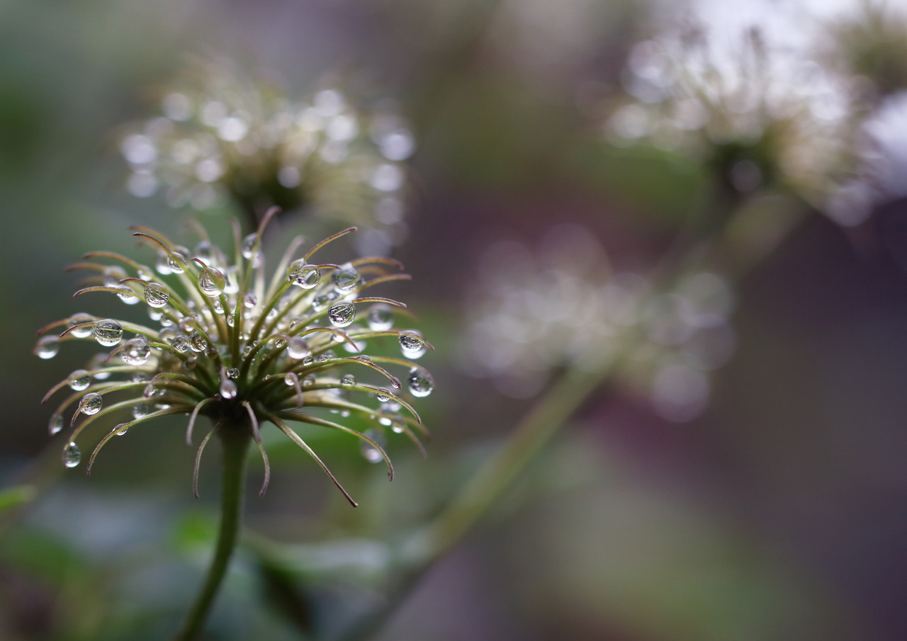 Tropfen an Clematis