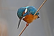 Eisvogel