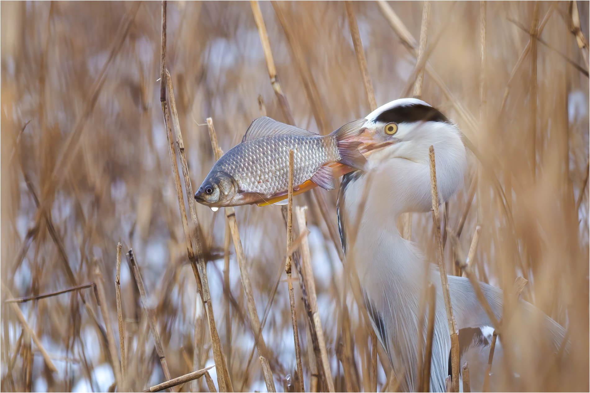 Für den &amp;quot;Großen Hunger&amp;quot; (Forum für Naturfotografen)