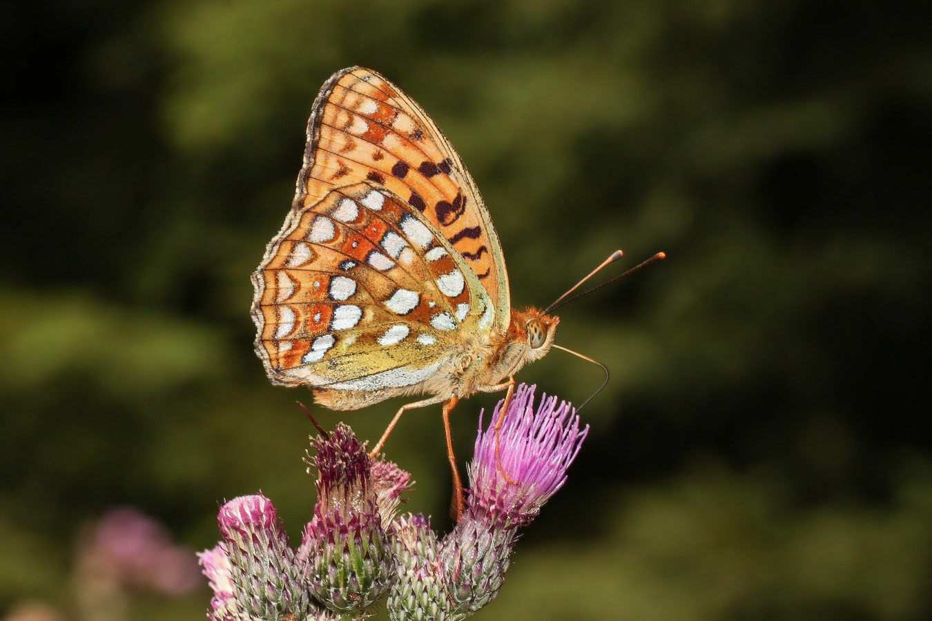 Fabriciana adippe