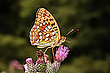 Fabriciana adippe
