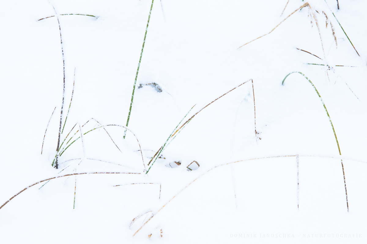 Gras im Schnee