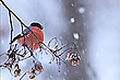 winterlich