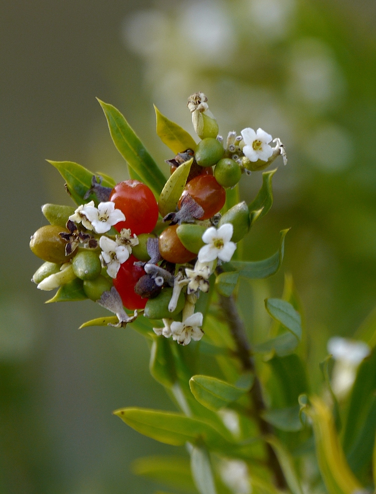 Exotik (Forum für Naturfotografen)