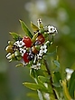 Exotik