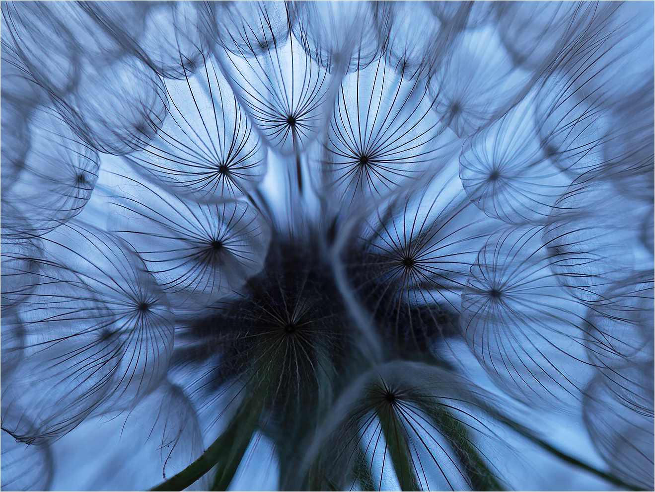 „Wiesen-Bocksbart in Blau“