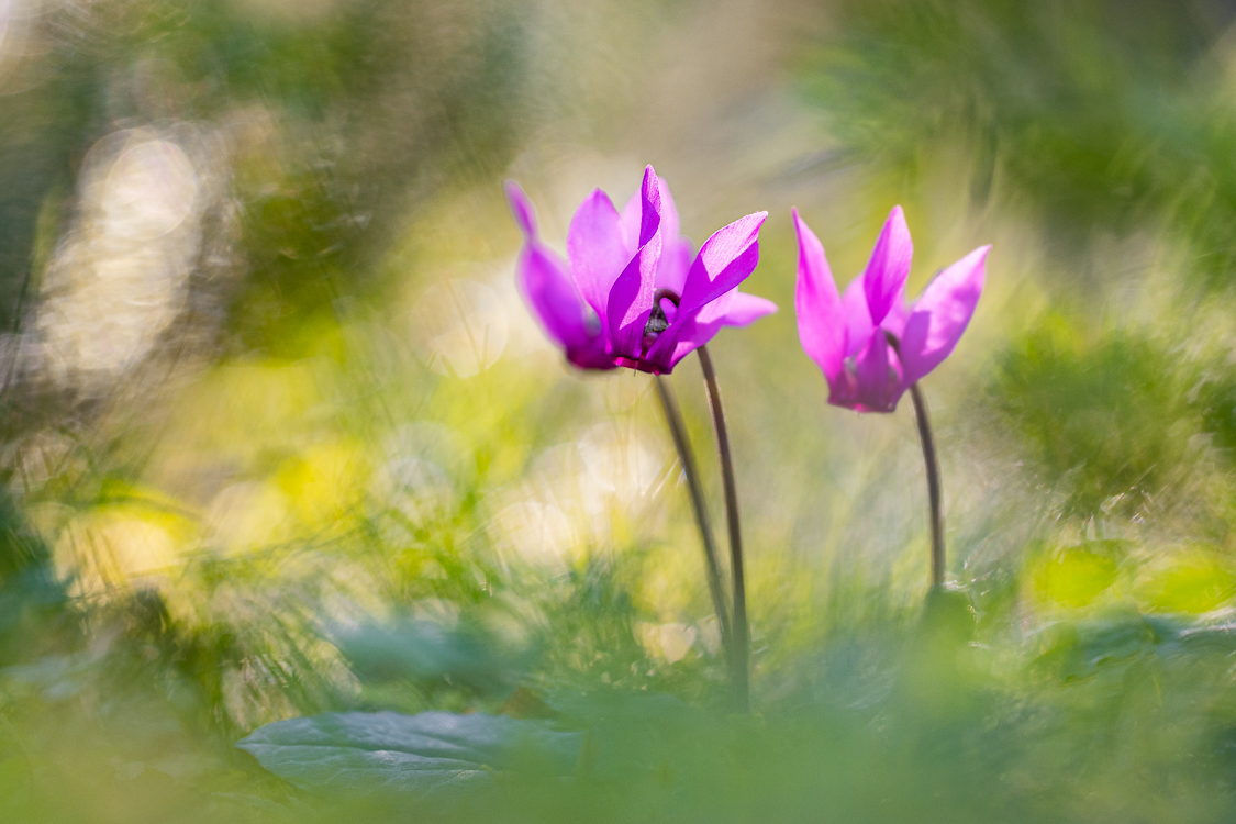 Sehnsucht nach Farben