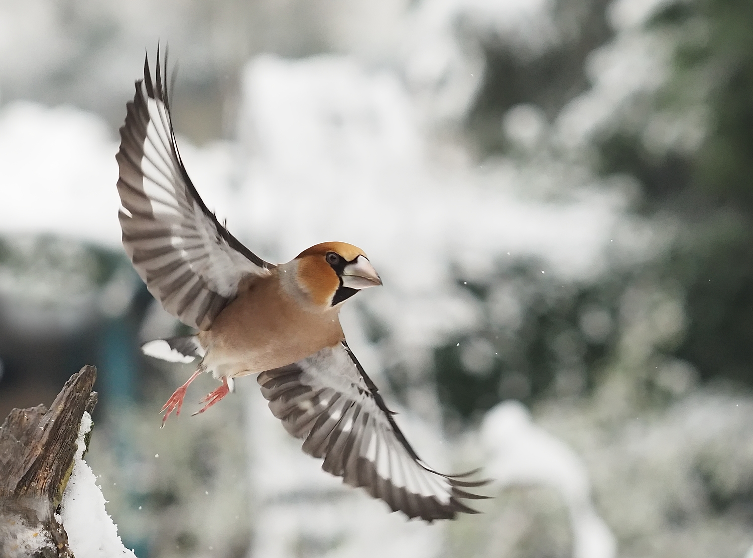 Winterliche Überraschung