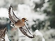 Winterliche Überraschung