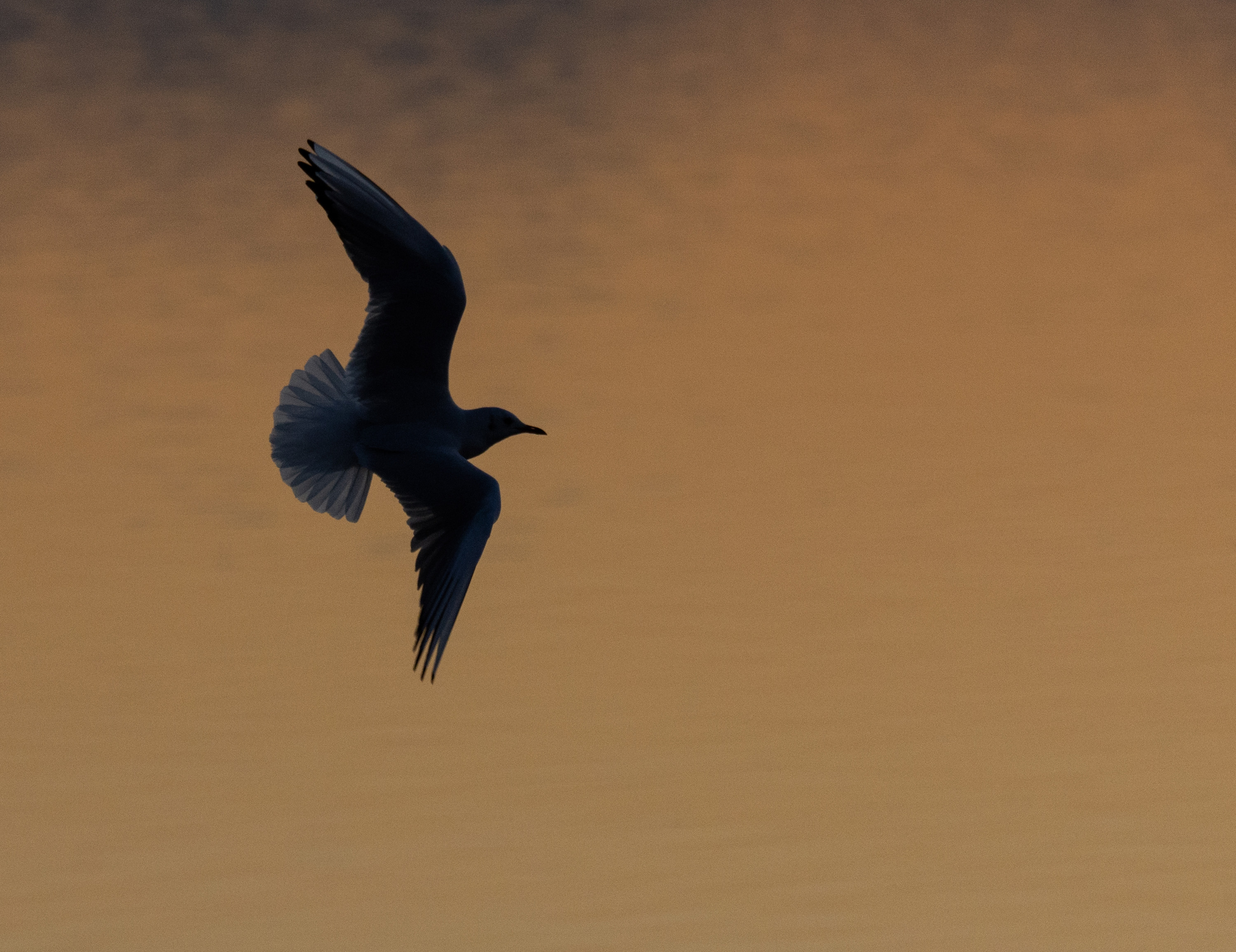 Lachmöwe am Abend