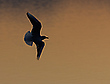 Lachmöwe am Abend