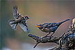 -- weg mit dir - -