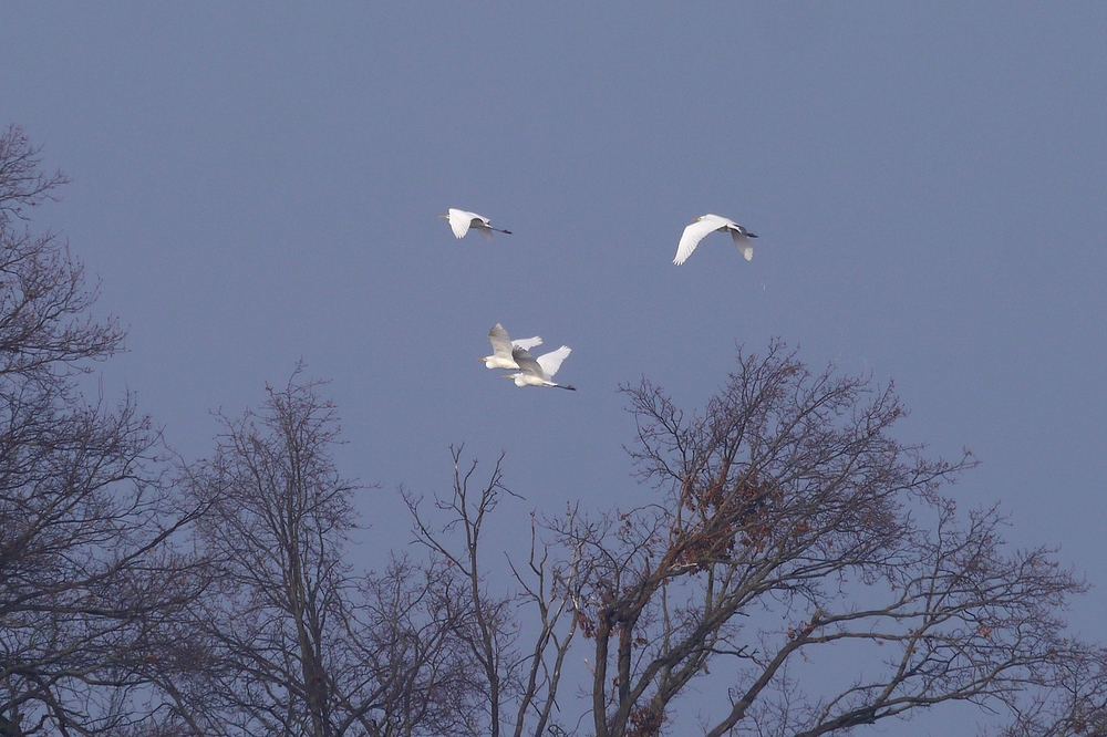 Reiher - Quartett am Winterhimmel