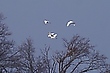 Reiher - Quartett am Winterhimmel