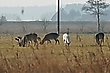 friedlich äsend