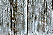 Abstrakt im Wald