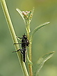 Märzfliege
