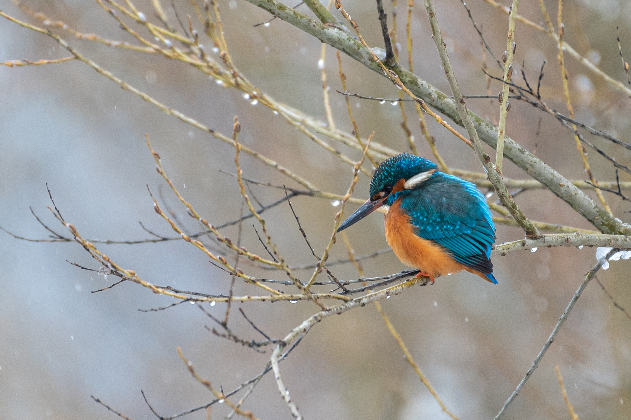 Eisvogel (Alcedo atthis) im Winter