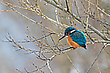Eisvogel (Alcedo atthis) im Winter