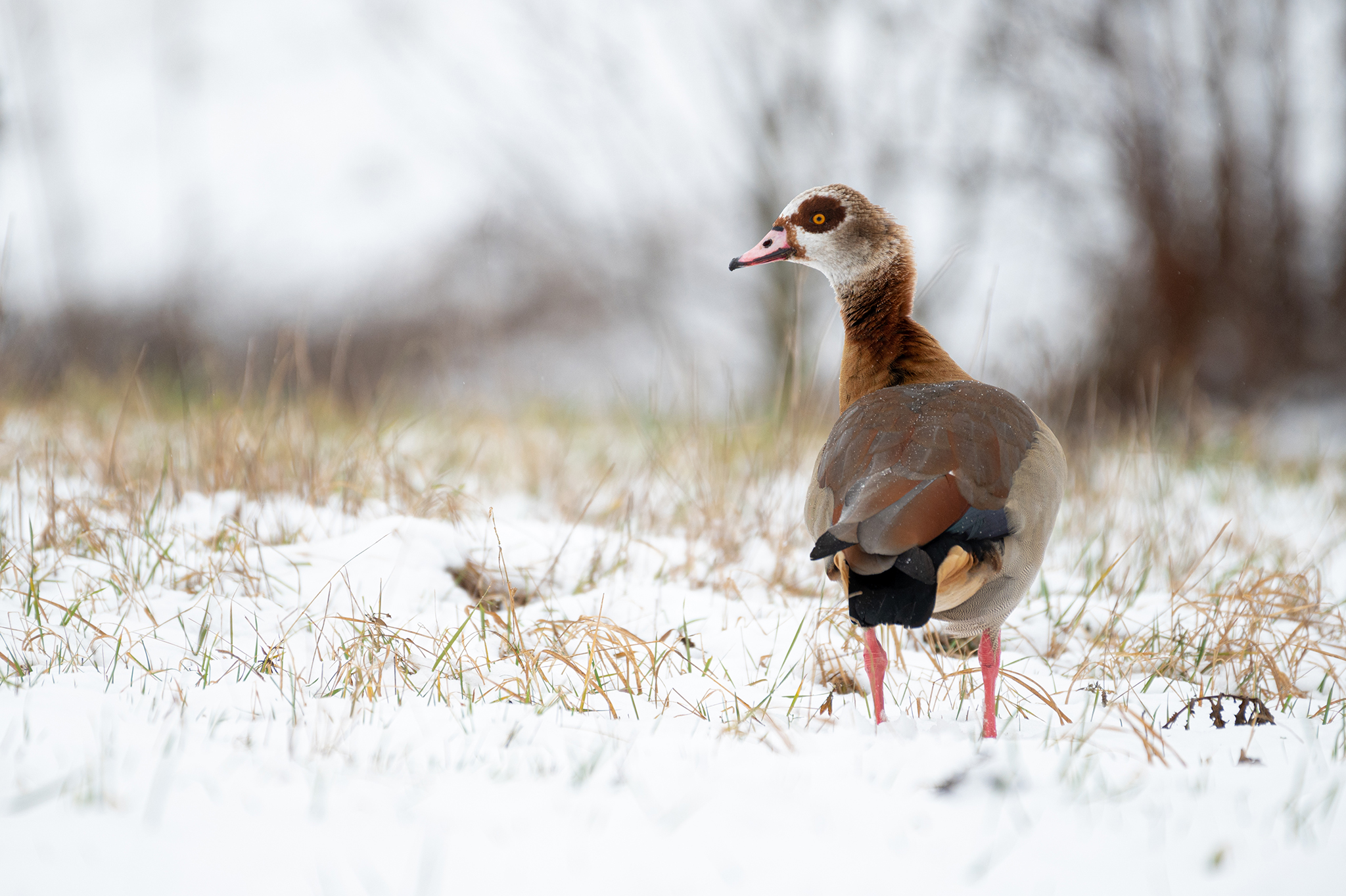 Nilgans (Alopochen aegyptiaca)