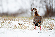 Nilgans (Alopochen aegyptiaca)