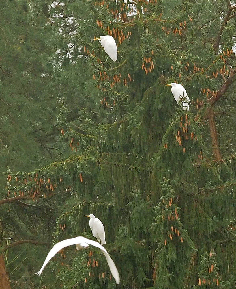 Noch ein verspäteter Weihnachtsbaum.......