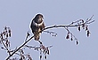Bussard ....