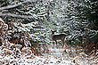 Damtier im Schnee