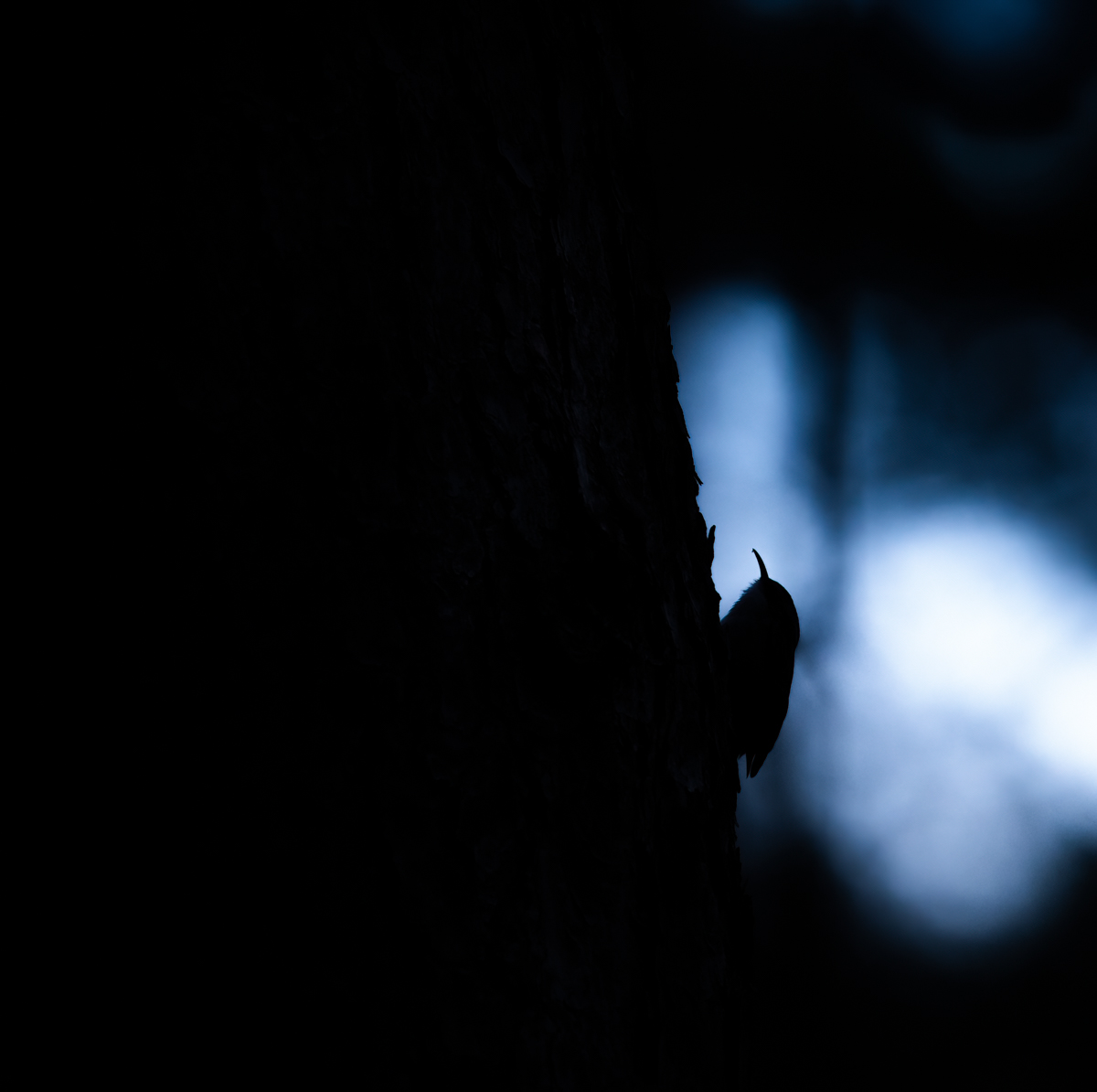 Ein kalter Winterabend im Wald.