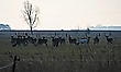 19 an der Zahl
