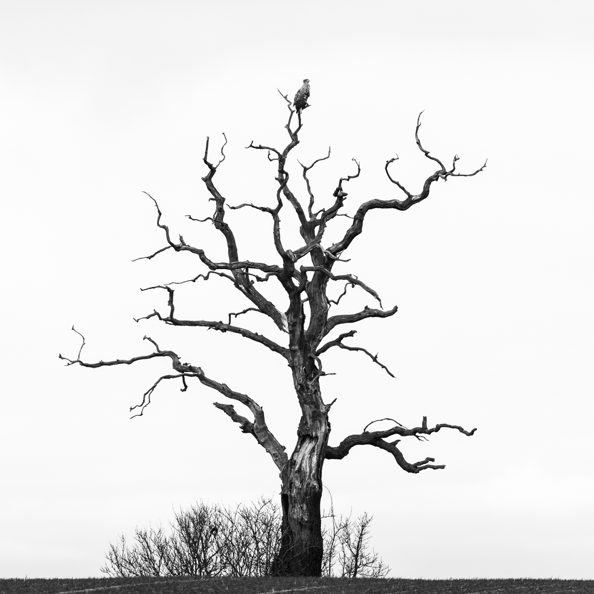 Die Eiche und der Adler