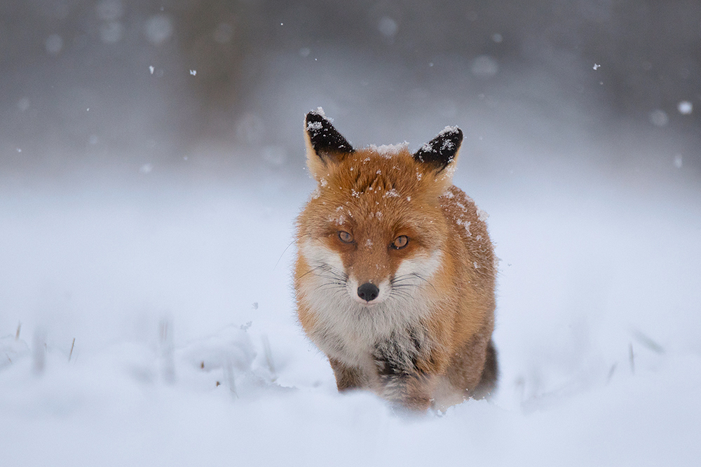 dieser schöne Winterpelz