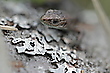 Aus dem Versteck gespickt
