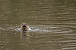 Wassermann