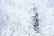 Frost