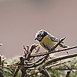 Nacktmeise