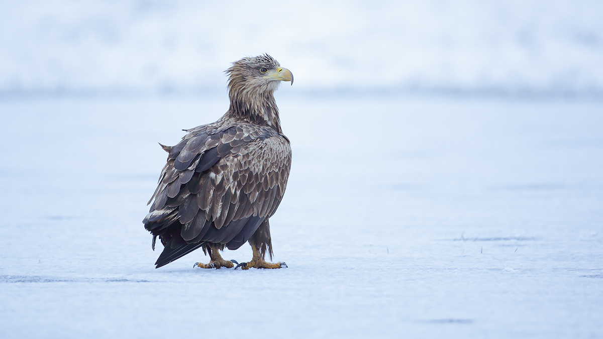 Seeadler subadult ...