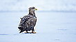 Seeadler subadult ...