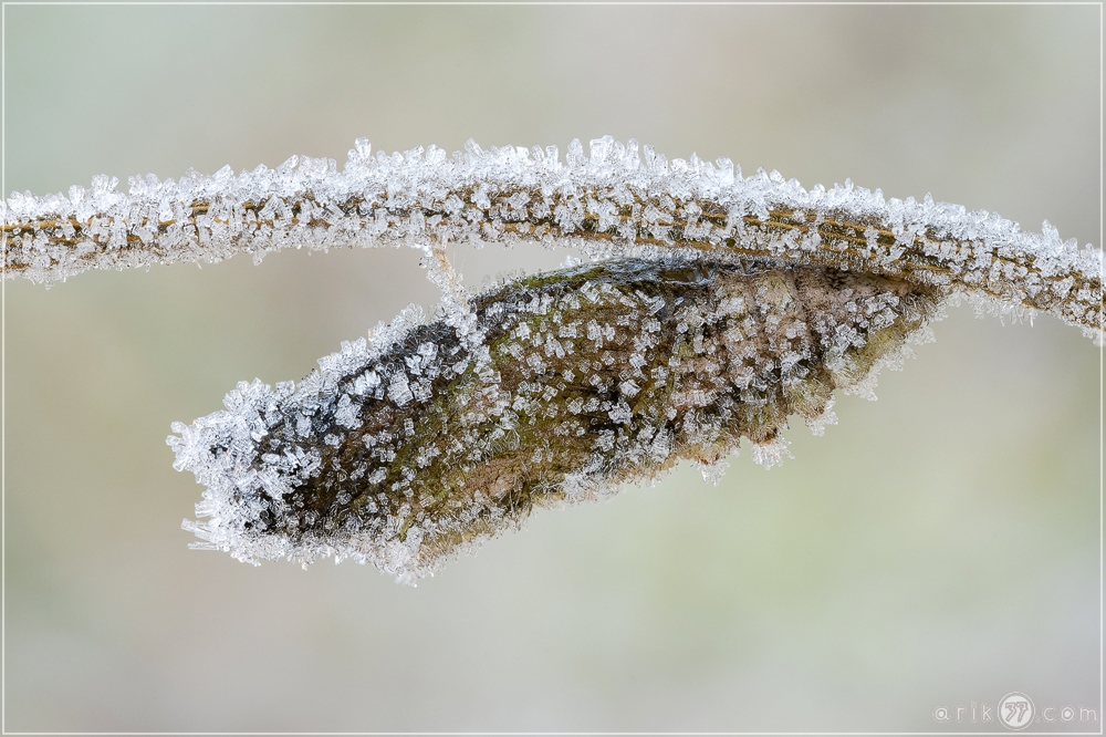 Schwalbenschwanz Puppe im Frost